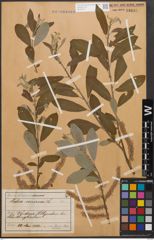 Foto von Salix cinerea L.